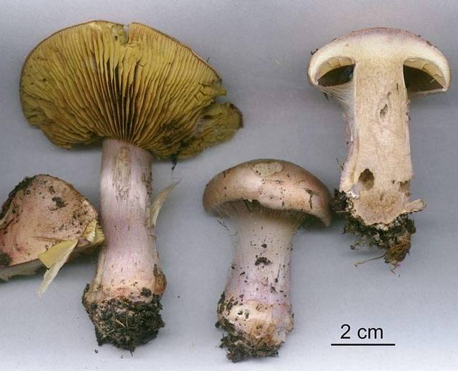 Cortinarius rufoolivaceus